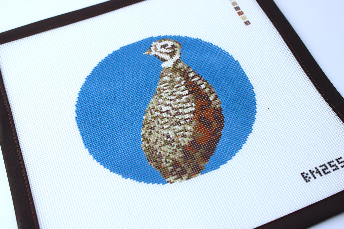 South Texas Birds: Montezuma Quail